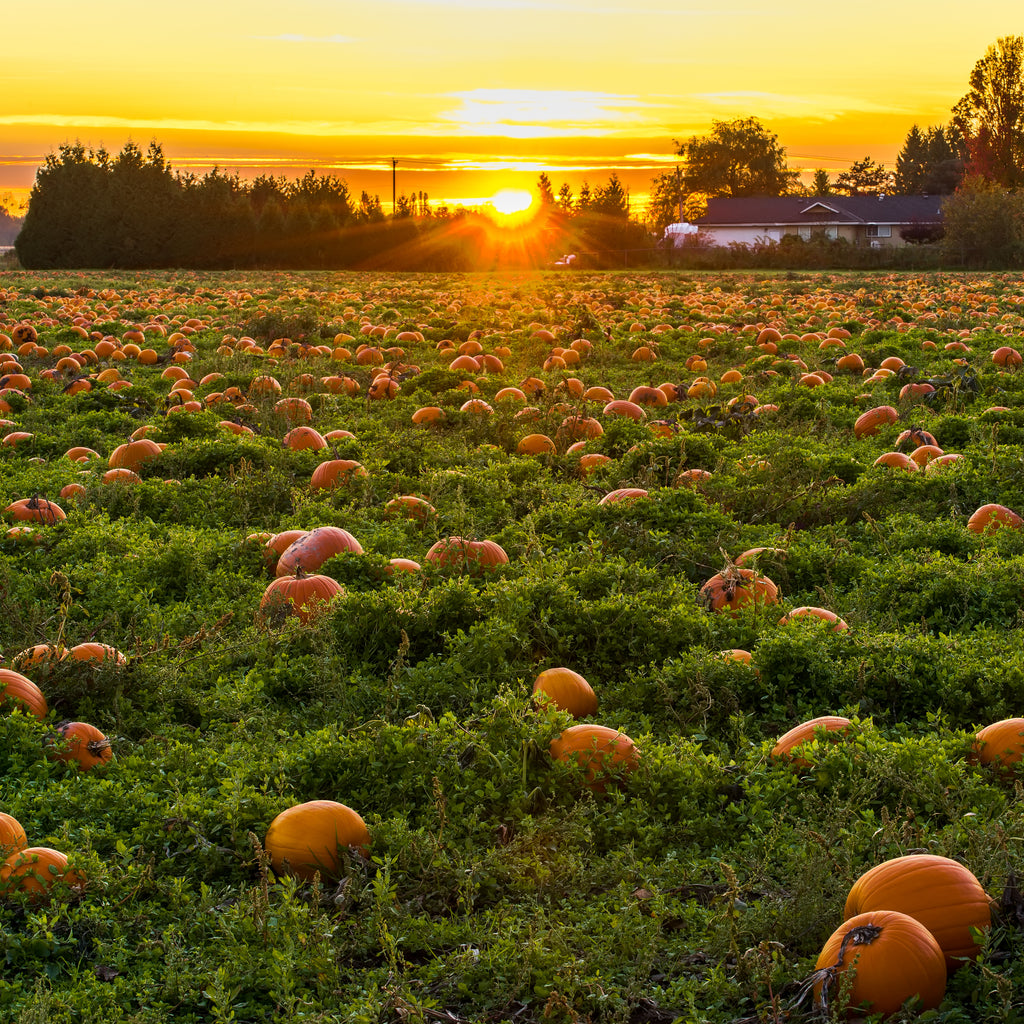 5 Amazing Health Benefits of Pumpkin